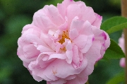 Rosa Alba - Belle Amour