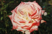 Rosen von Delbard - Imp�ratrice Farah