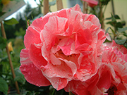 Rosen von Delbard - Grimaldi