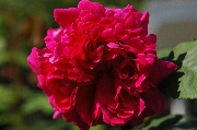 Rosa Borbonica - Mme. Isaak Pereire
