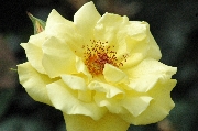 Moderne Kletterrosen - Goldstern