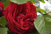 Moderne Kletterrosen - Gru� an Heidelberg