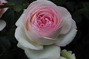 Moderne Strauchrosen - Pierre de Ronsard ('Eden Rose 85')