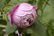 Rosa Borbonica - Reine Viktoria