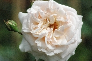 Moderne Kletterrosen - Penny Lane