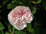 Rosa Borbonica - Souvenir de la Malmaison