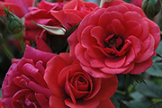 Moderne Patio- Bodendecker und Ruffle Rosen - Brilliant Hit
