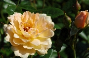 Moderne Patio- Bodendecker und Ruffle Rosen - Sun Tan