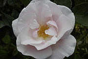 Rosa Borbonica - Souvenir de Sainte Anne
