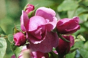 Englische Rosen - Heather Austin