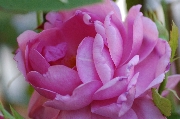 Englische Rosen - Heather Austin