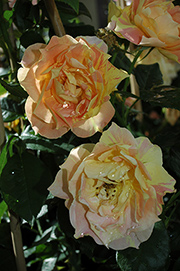 Rosen von Delbard - Paul C�zanne