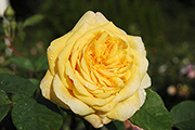 Englische Rosen - AUSling