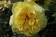 Rosen von Delbard - Souvenir de Marcel Proust