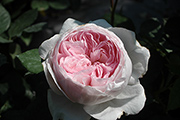 Englische Rosen - Geoff Hamilton