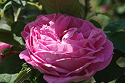 Remontant Rosen - Comtesse C�cile de Chabrillant