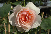 Englische Rosen - Perdita