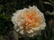 Englische Rosen - Bredon