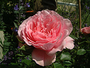 Moderne Kletterrosen - Mecklenburg (Schlossg�rtnerei L�tzow Rose)