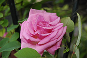 Rosa Borbonica - Z�phirine Drouhin