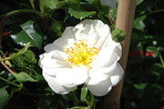 Kletterrosen und Rambler - Snowflake