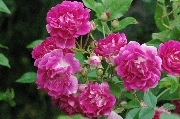 Kletterrosen und Rambler - Super Excelsa