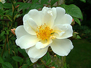 Kletterrosen und Rambler - Lykkefund