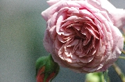 Englische Rosen - William Morris