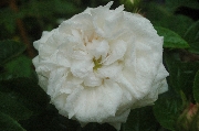 Rosa Centifolia - Blanchefleur