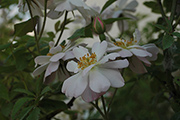 Kletterrosen und Rambler - The Garland