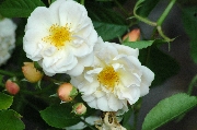 Kletterrosen und Rambler - Goldfinch