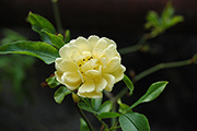 Kletterrosen und Rambler - Banksiae Lutea