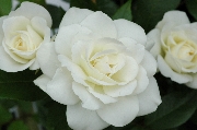 Moderne Kletterrosen - Climbing Iceberg ('Climbing Schneewittchen')