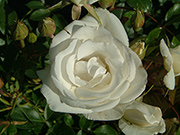 Moderne Kletterrosen - Climbing Iceberg ('Climbing Schneewittchen')