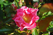 Rosen von Delbard - Michele Bras