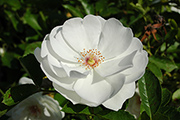 Rosen von Delbard - Dominique Loiseau