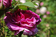 Rosa Gallica - Robert le Diable