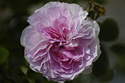 Rosa Alba - Blush Hip