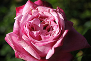 Rosa Generosa von Guillot - Agnes Schillinger