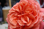 Rosa Generosa von Guillot - Emilien Guillot