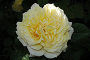 Rosa Generosa von Guillot - Joelle Marouani