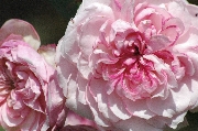 Rosa Generosa von Guillot - Orsola Spinola