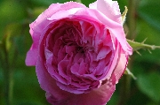 Rosa Centifolia - Tour de Malakoff
