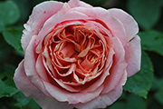 Rosa Generosa von Guillot - Paul Bocuse