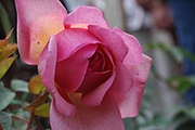 Rosa Generosa von Guillot - Sonja Rykiel