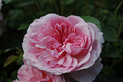 Englische Rosen - Hyde Hall