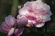 Englische Rosen - Mortimer Sackler