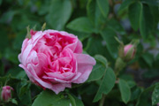 Rosa Centifolia - Typ Kassel