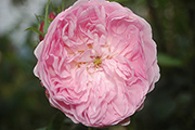 Englische Rosen - Major of Casterbridge