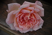 Englische Rosen - Janet